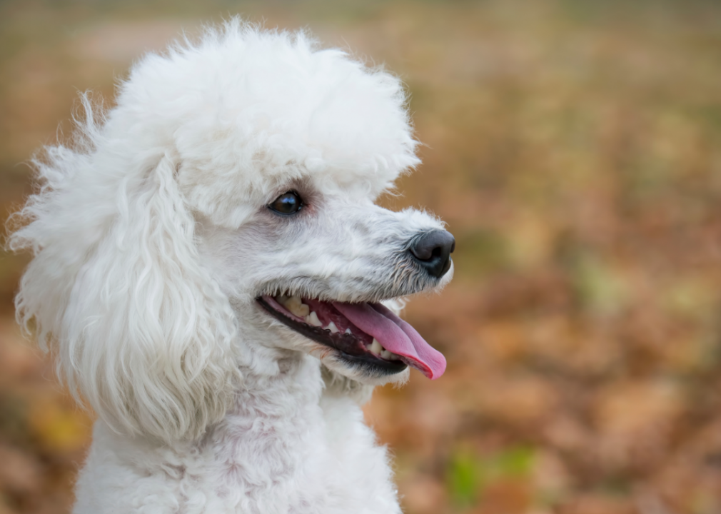 #2. Poodle